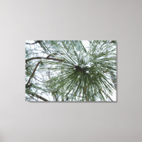 Snowy Pine Needles Winter Nature Photography