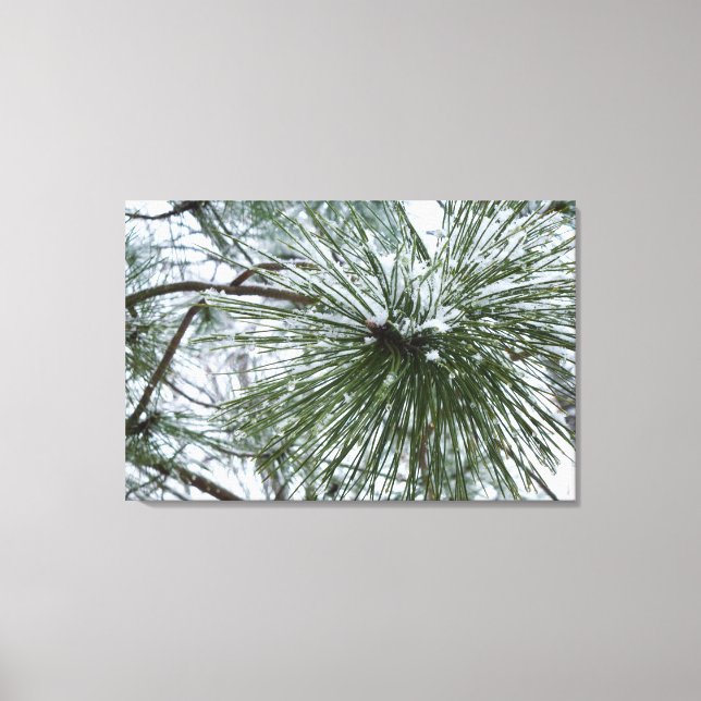 Snowy Pine Needles Winter Nature Photography Canvas Print (Front)