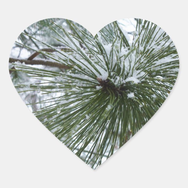 Snowy Pine Needles Winter Nature Photography Heart Sticker (Front)