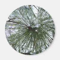 Snowy Pine Needles Winter Nature Photography