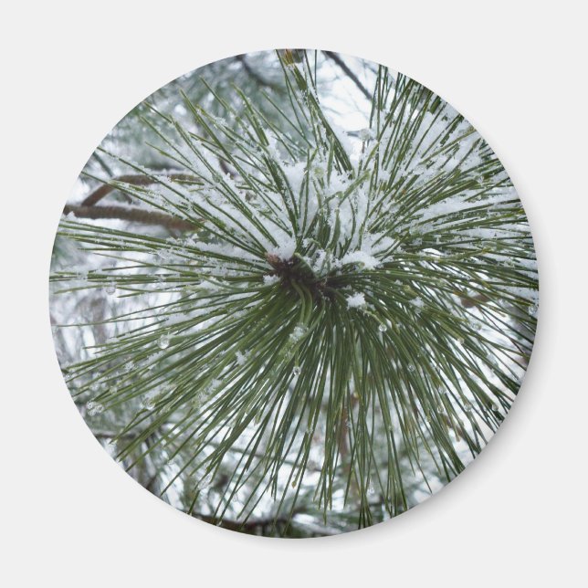 Snowy Pine Needles Winter Nature Photography Magnet (Front)