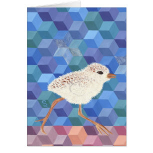 Snowy Plover Chick