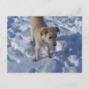 snowy pup Postcard