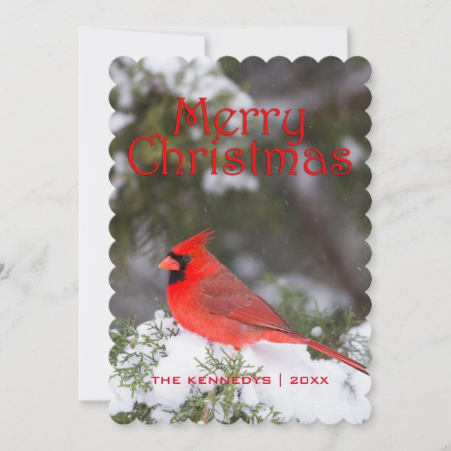 Snowy Red Cardinal and Juniper Tree Holiday Card (Front)