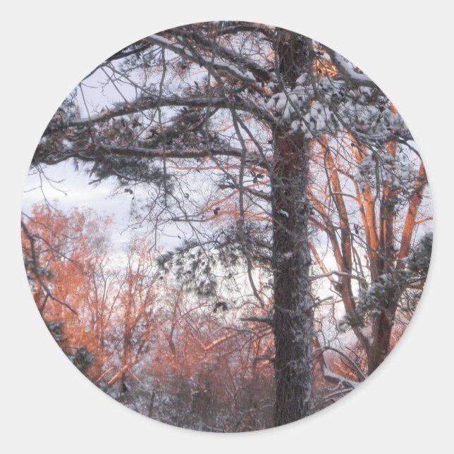 Snowy Sunrise Winter Snow Pine Tree Photo Classic Round Sticker (Front)