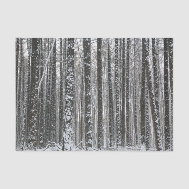 Snowy Tree Trunks Tissue Paper (Front)