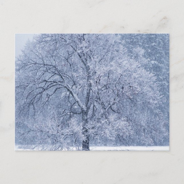 Snowy Tree Winter Frozen Scene Postcard (Front)