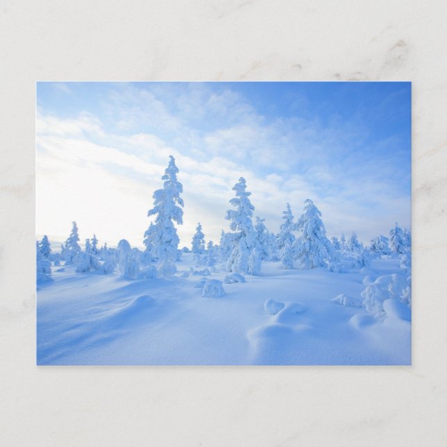 snowy trees in Lapland in Finland Postcard (Front)