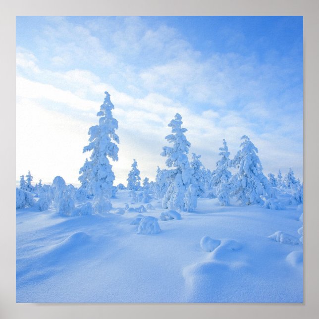 snowy trees in Lapland in Finland Poster (Front)