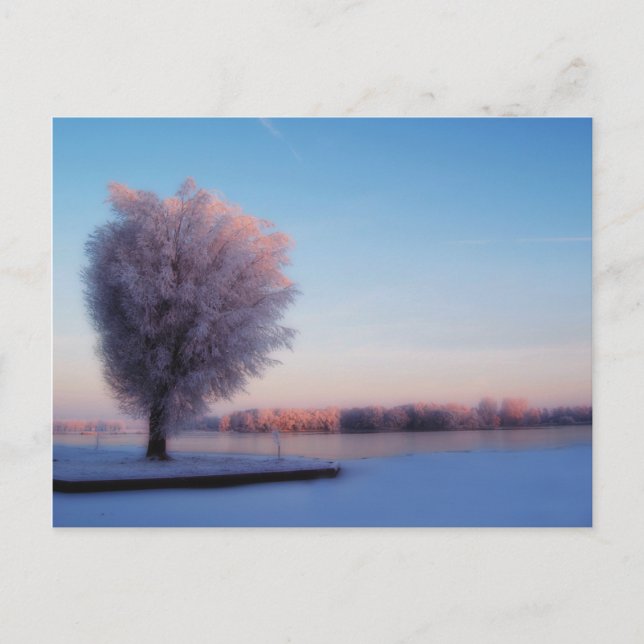 Snowy Trees Postcard (Front)