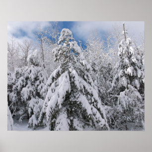 Snowy Trees Poster