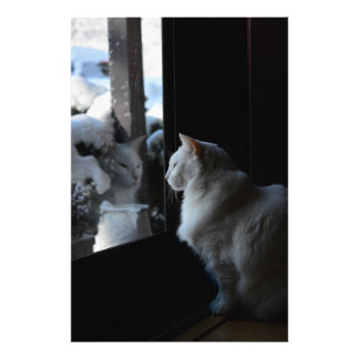 Snowy White Kitty Photo Print