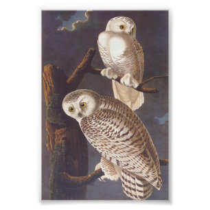 Snowy White Owl at Night Audubon Vintage Art Photo Print