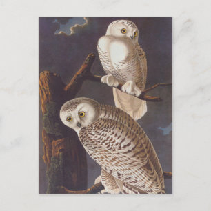 Snowy White Owls on a Dark Scary Night by Audubon Postcard