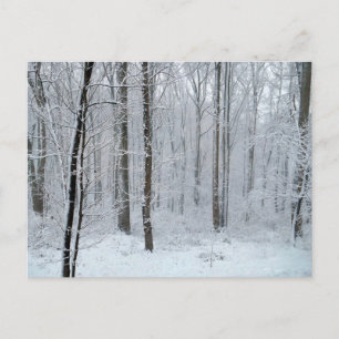 Snowy White Poplar Forest Postcard