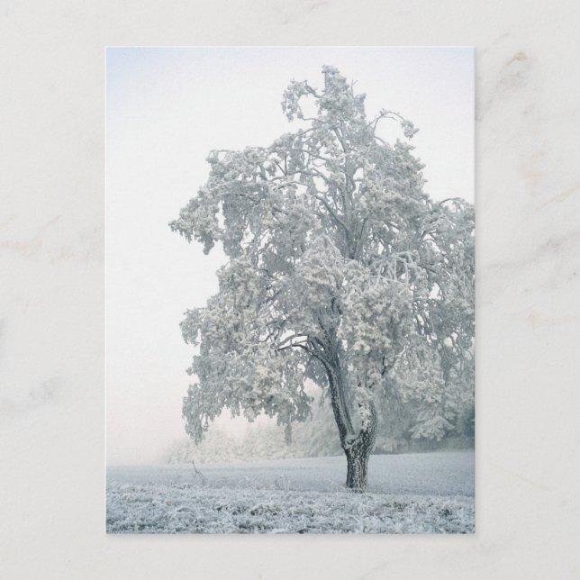 Snowy winter landscape postcard (Front)