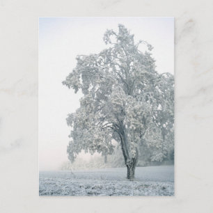 Snowy winter landscape postcard