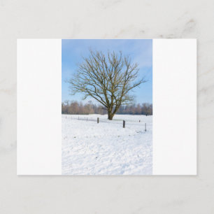 Snowy winter landscape with bare tree and blue sky postcard