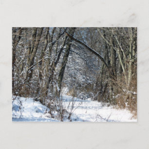 Snowy Woods Postcard