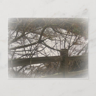 Snowy Woods Postcard