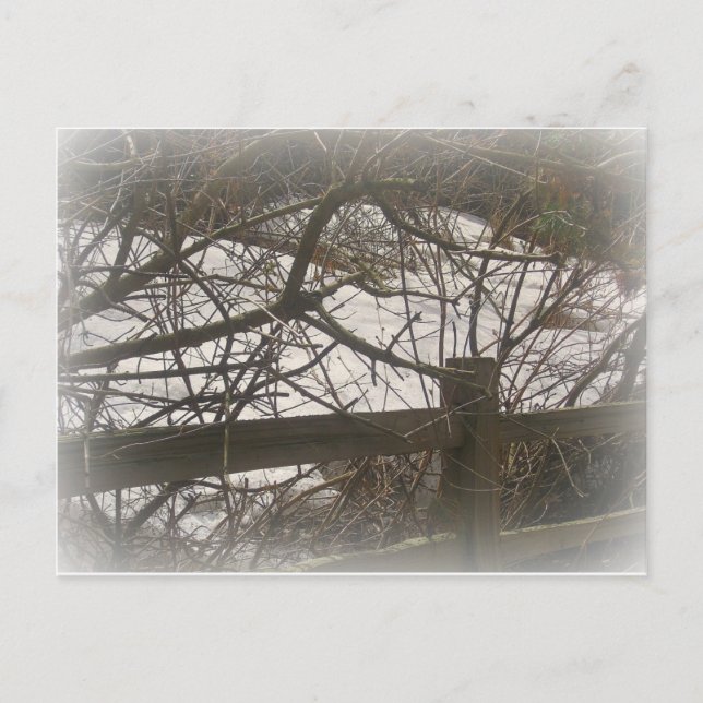 Snowy Woods Postcard (Front)