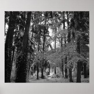 Snowy Woods Poster