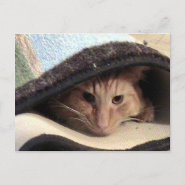 Snug As Bug Postcard (Front)