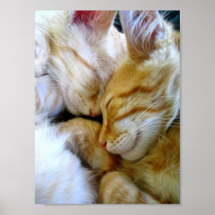 Snuggle Kittens Poster