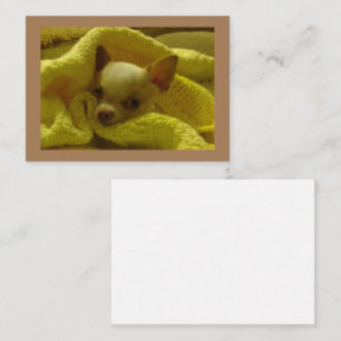 Snuggled Chihuahua Flat Note Cards