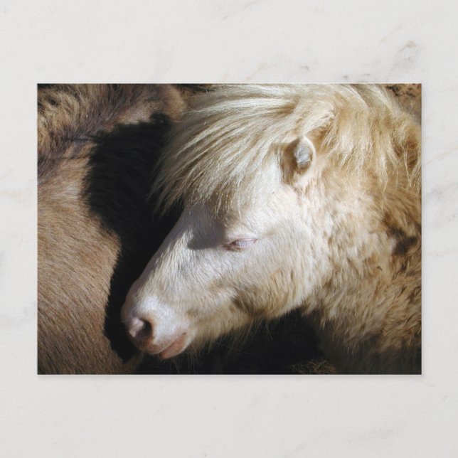 Snuggled pony postcard (Front)
