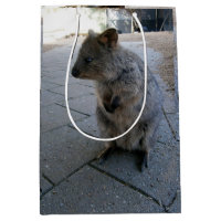"Snuggles in Australia: A Cuddly Gray Quokka"