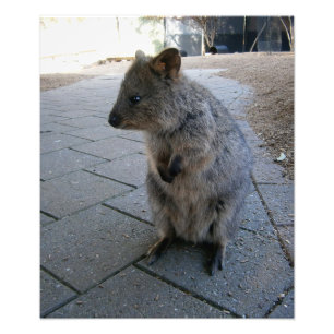 "Snuggles in Australia: A Cuddly Gray Quokka" Photo Print