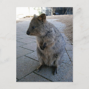 "Snuggles in Australia: A Cuddly Gray Quokka" Postcard