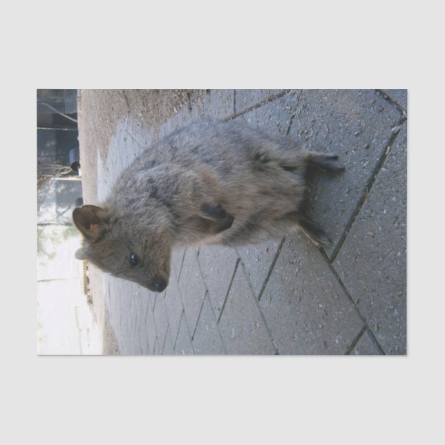 "Snuggles in Australia: A Cuddly Gray Quokka" Tissue Paper (Front)