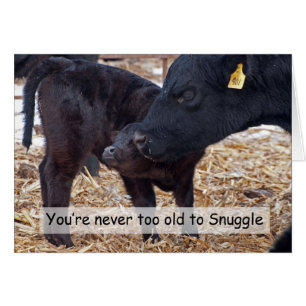 Snuggling Cows