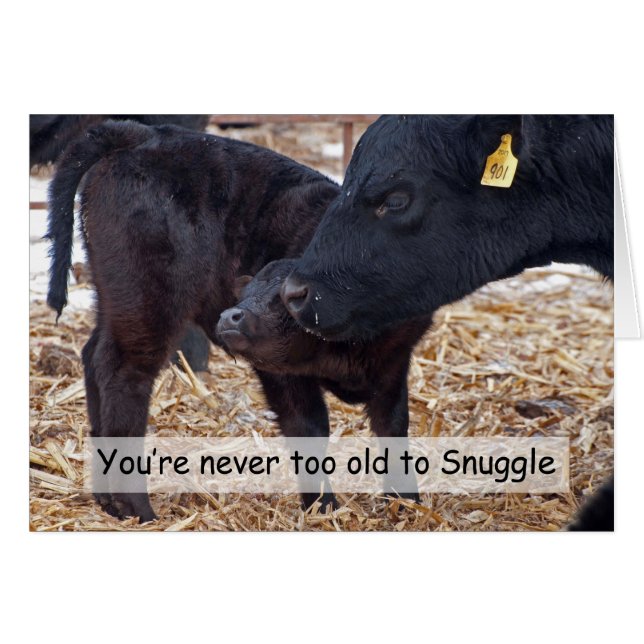 Snuggling Cows (Front Horizontal)