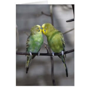 Snuggly Pair of Budgies