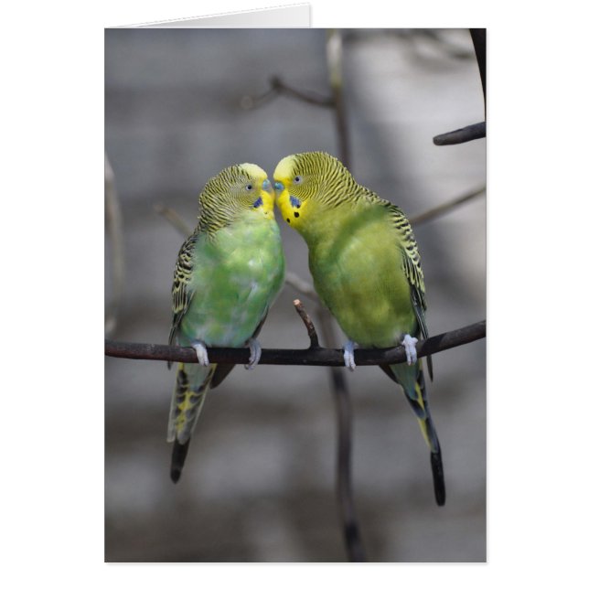 Snuggly Pair of Budgies (Front)