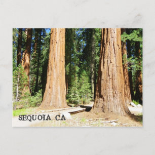 So Beautiful Sequoia Postcard! Postcard