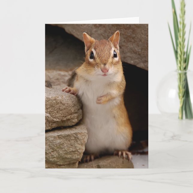 So Cute Curious Chipmunk Card (Front)
