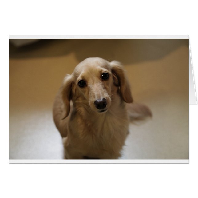 So Cute Dachschund Puppy (Front Horizontal)