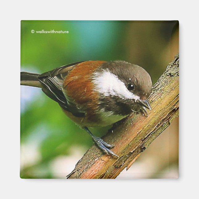 So Cute, So Curious: A Chestnut-Backed Chickadee Magnet (Front)