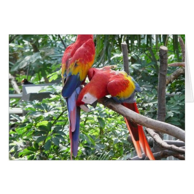 So funny - macaw (Front Horizontal)