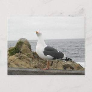 So Funny Tilted Head Seagull Postcard
