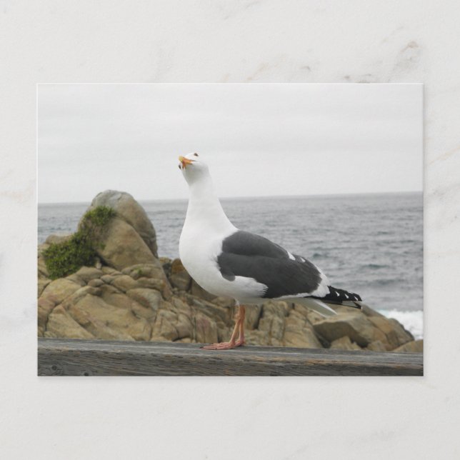 So Funny Tilted Head Seagull Postcard (Front)