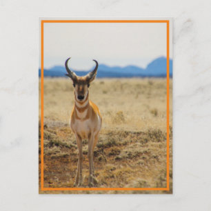 so handsome postcard