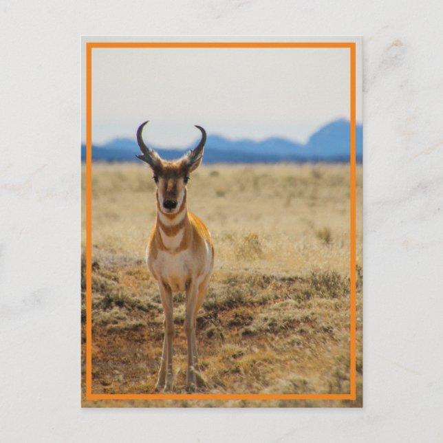 so handsome postcard (Front)