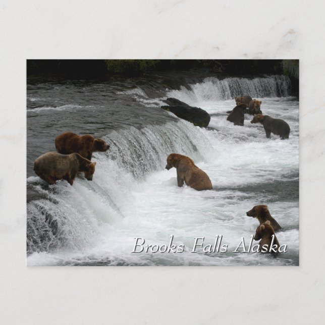 So many bears, Brooks Falls Alaska  Postcard (Front)