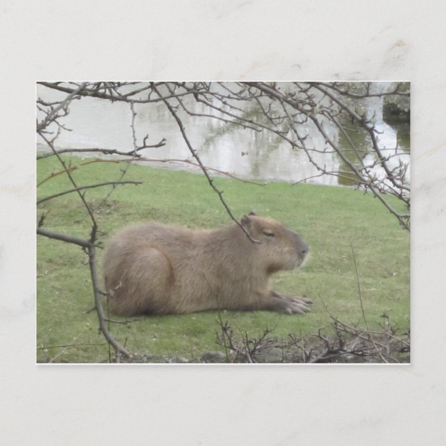 So süß der Riesennnager Postcard (Front)