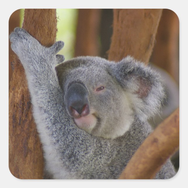 So Sweet Koala Bear Sticker (Front)